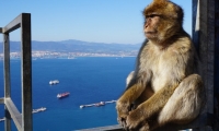 Excursão de 1 dia a Gibraltar com saída da Praia da Rocha